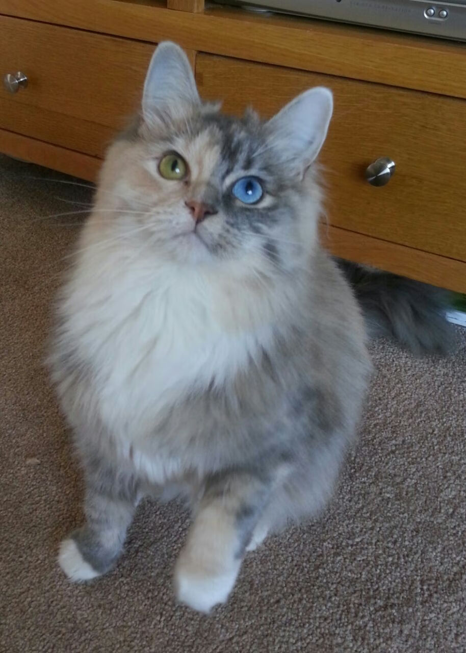 保罗生涯之夜引爆全场，北京队团队篮球正面击溃老鹰