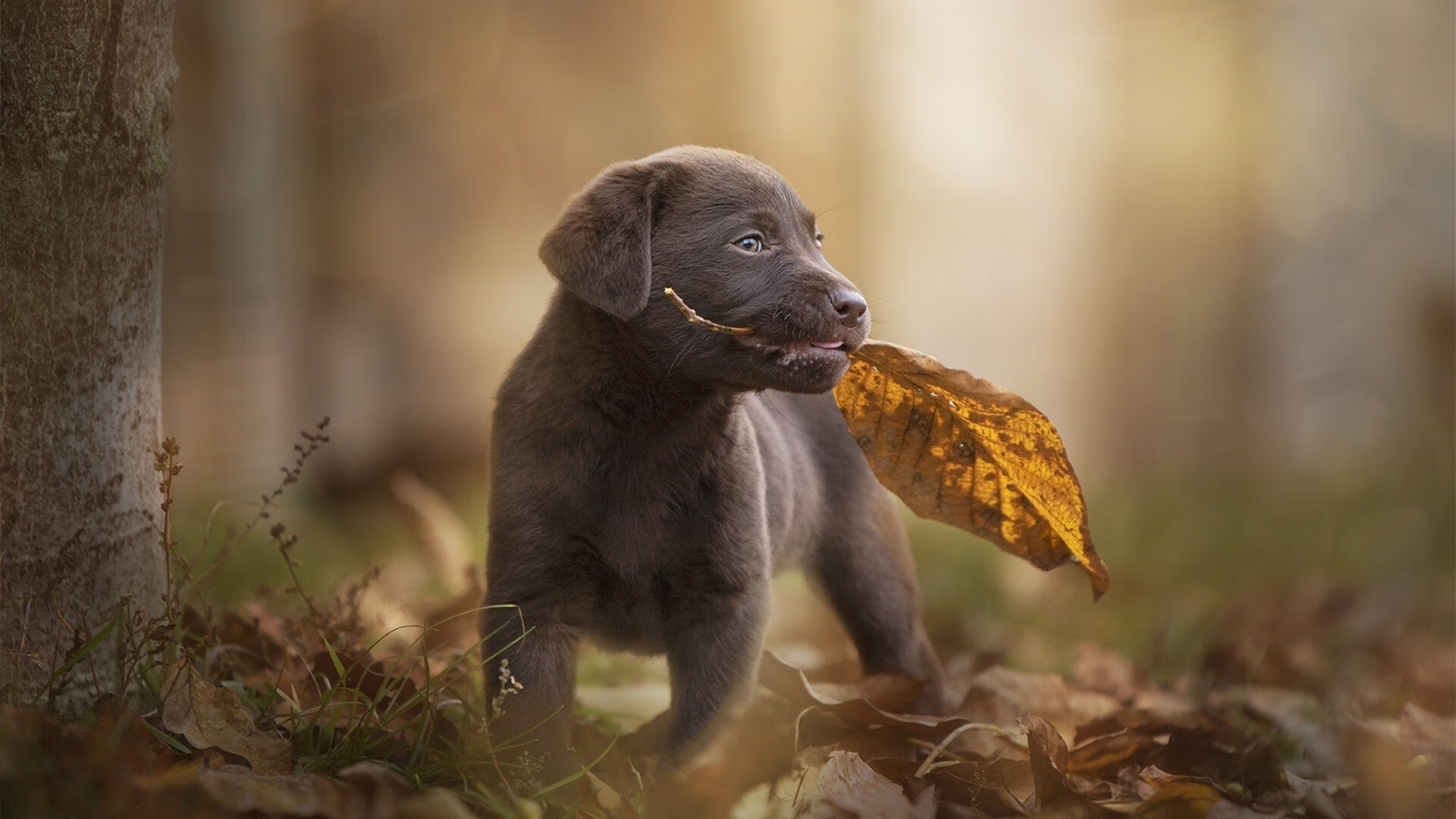 独舞与绝响，当个人英雄主义遇见团队奇迹的终章