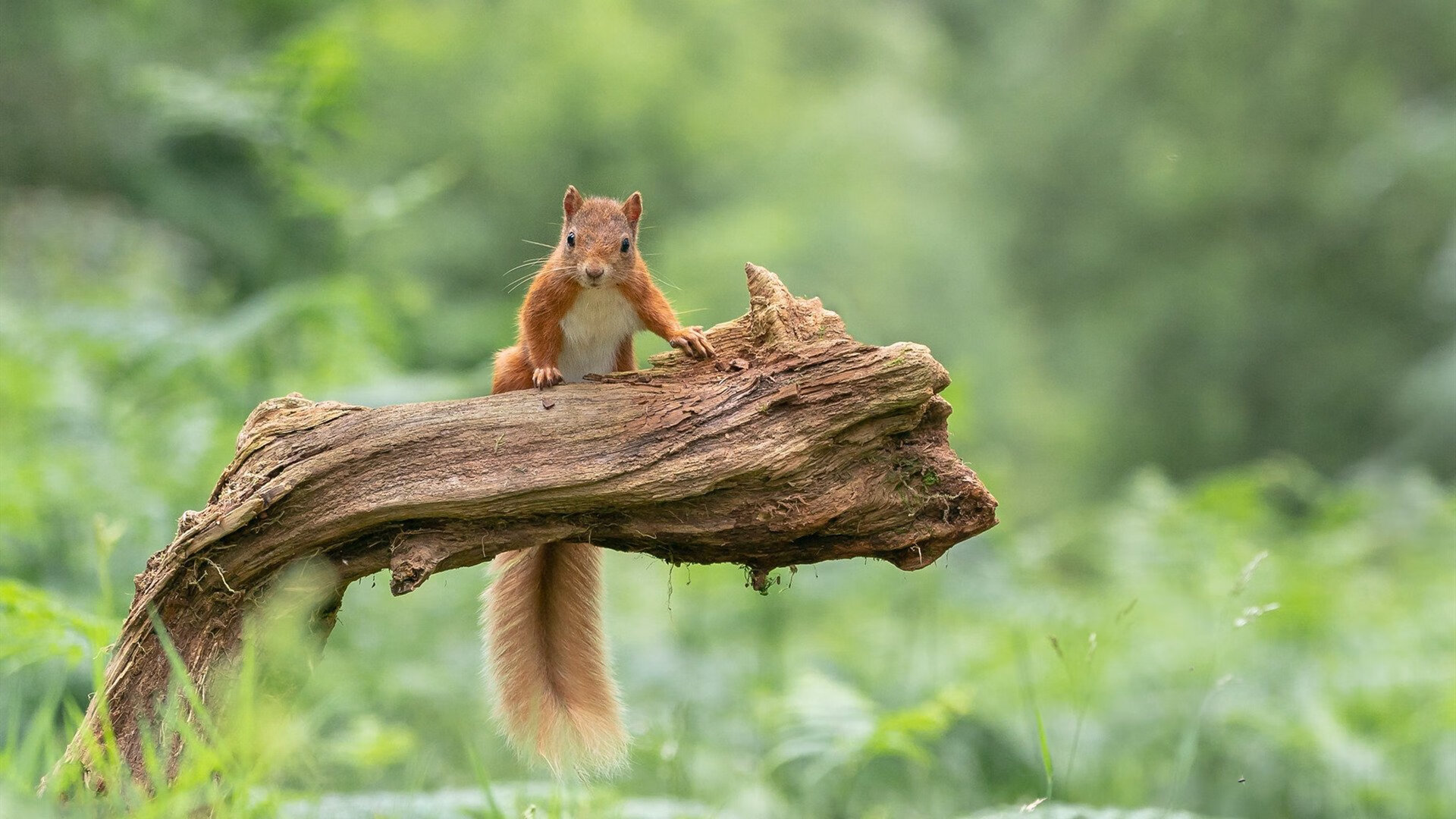 黑马狂奔，王者归来，足球世界里的逆袭与救赎
