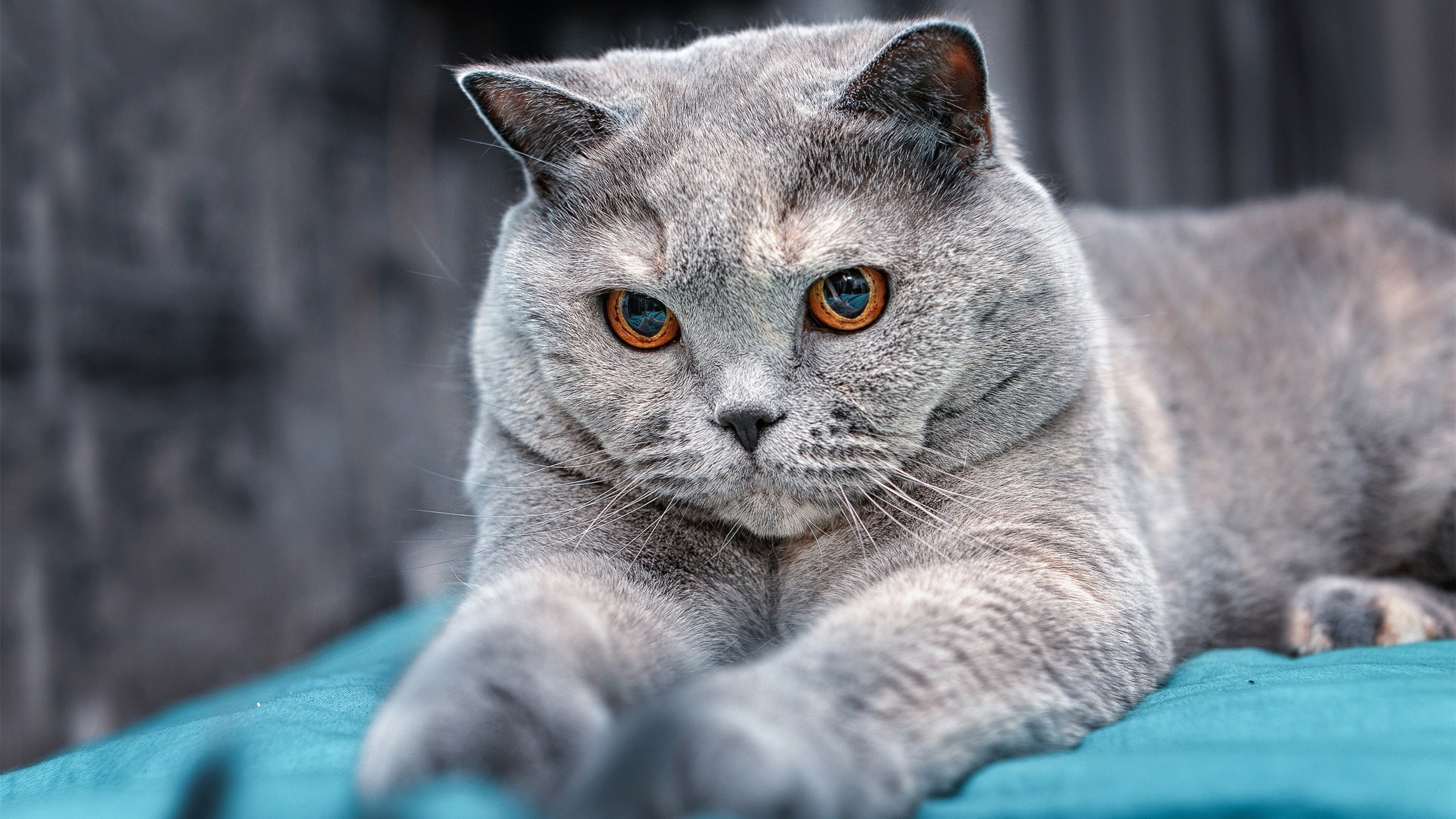 绝杀时刻与传奇诞生，2026世界杯之夜，利拉德个人能力完全展现