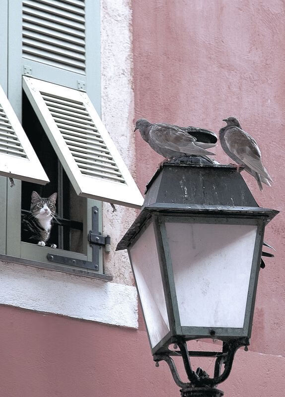 塔图姆神兵天降，开拓者鏖战擒龙