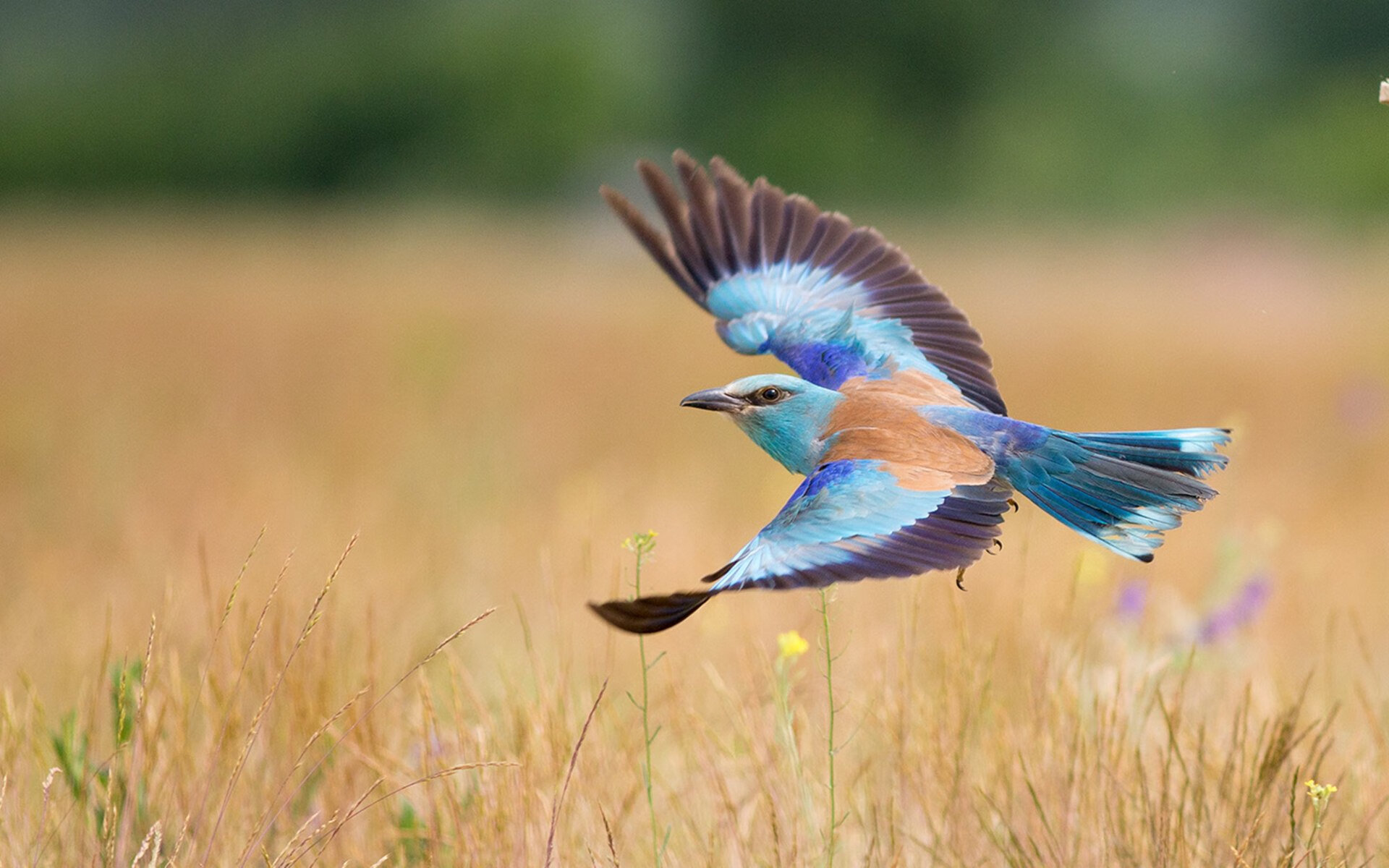 新王诞生？独行侠正面击溃凯尔特人，詹姆斯发挥堪称完美