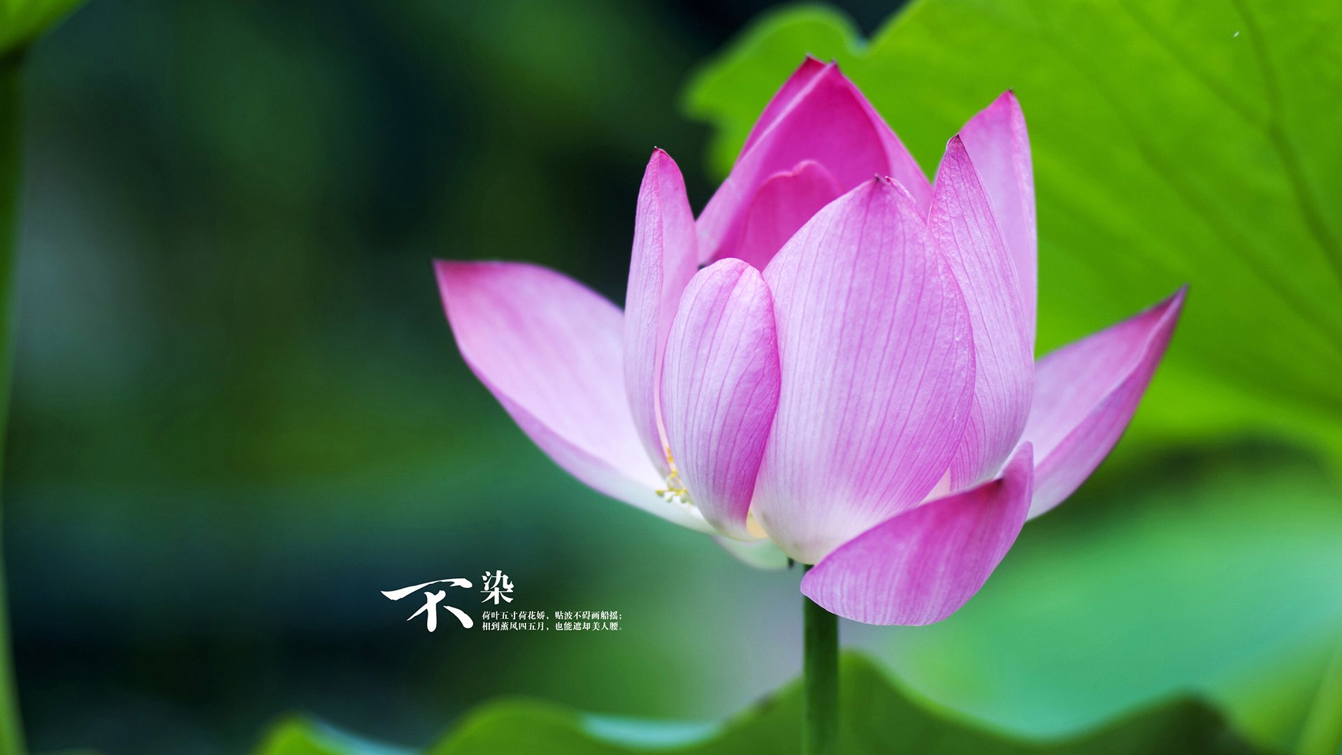 冰封南境，克瓦拉茨赫利亚的教科书，与克罗地亚的致命一波流