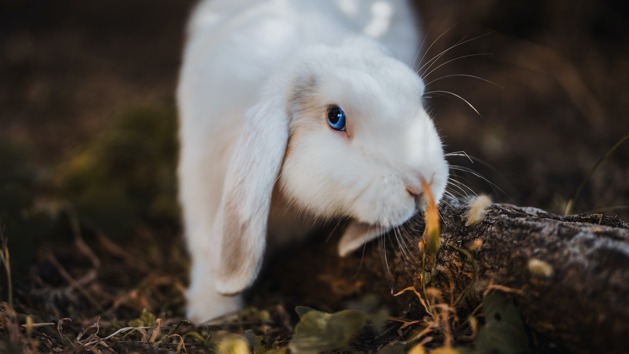 王权更迭之夜,霍勒迪在排名风暴中接管比赛,雷霆王朝的黄昏钟声