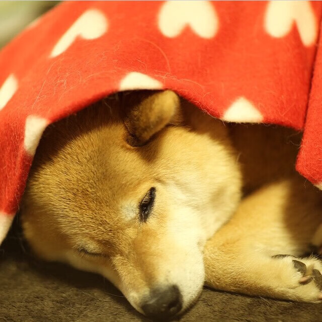 哈利伯顿狂砍32+15主宰攻防，上海队末节发力一波流带走76人