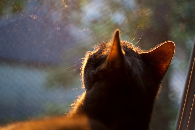 哈兰德个人能力完全展现，那不勒斯斩落佛罗伦萨，足球之夜的璀璨双星