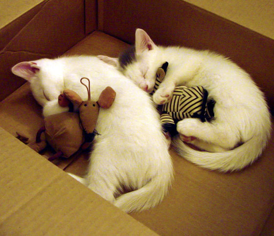 南非猎豹突袭里昂，法比尼奥的关键先生时刻