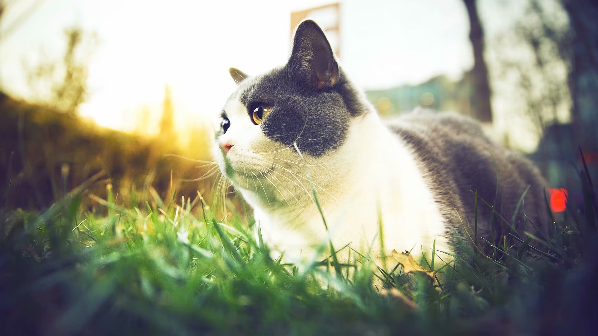 友谊赛还是友尽赛？阿尔及利亚全明星队如何击溃巴萨，劳塔罗为何成为胜负手