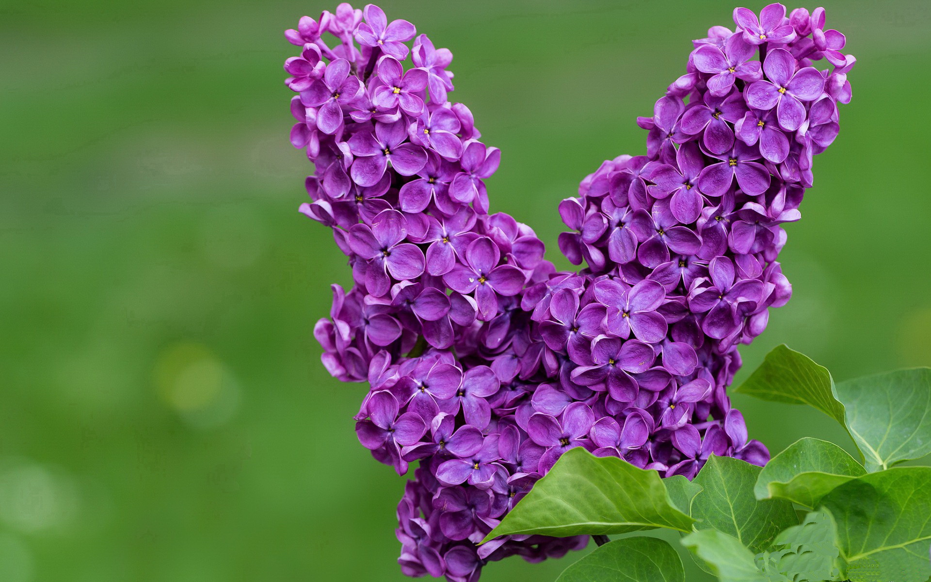 开拓者压制骑士，哈利伯顿成为关键先生