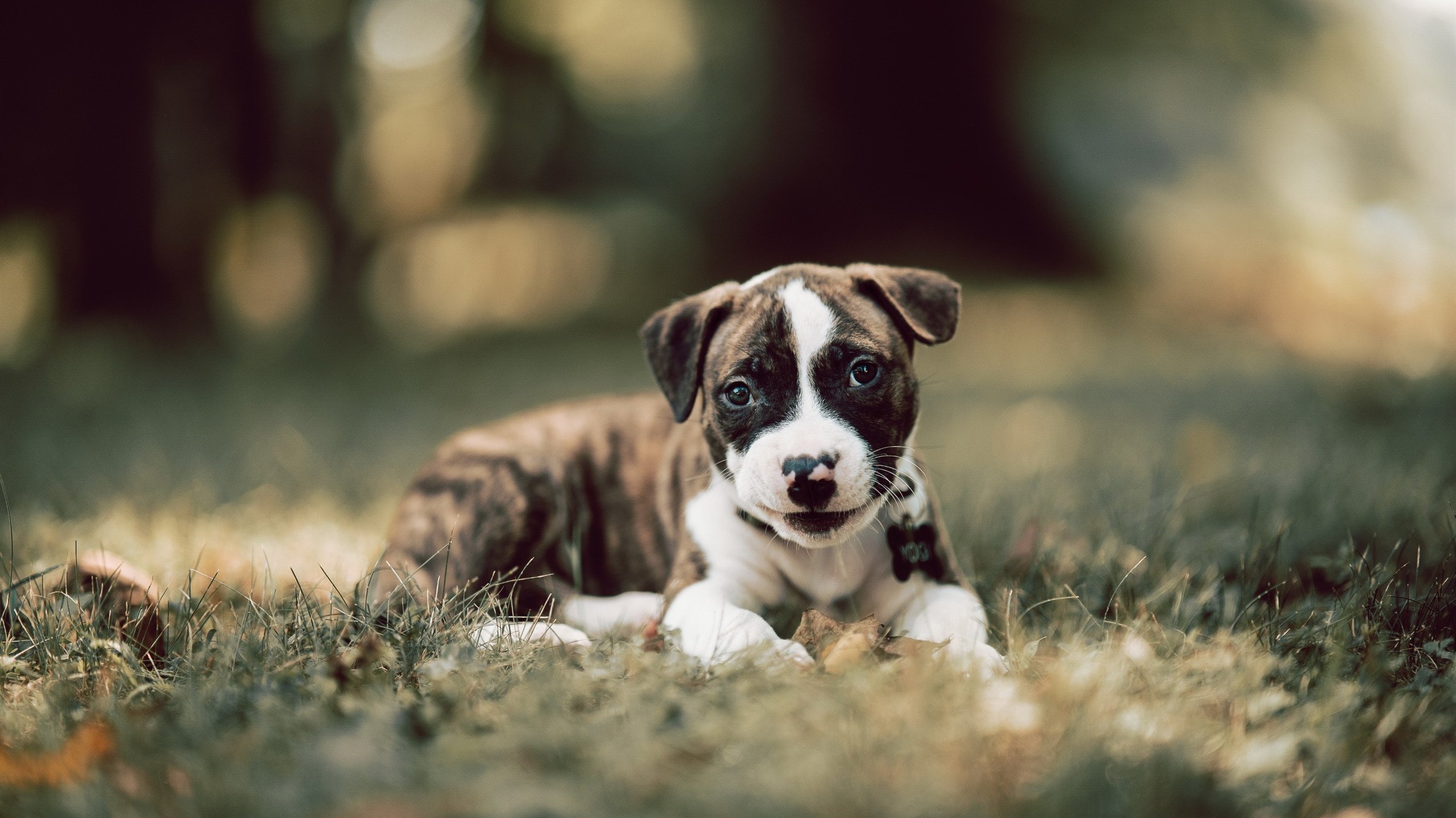 命运的双重变奏，当利拉德在深渊边缘爆发，太阳斩落联盟第一