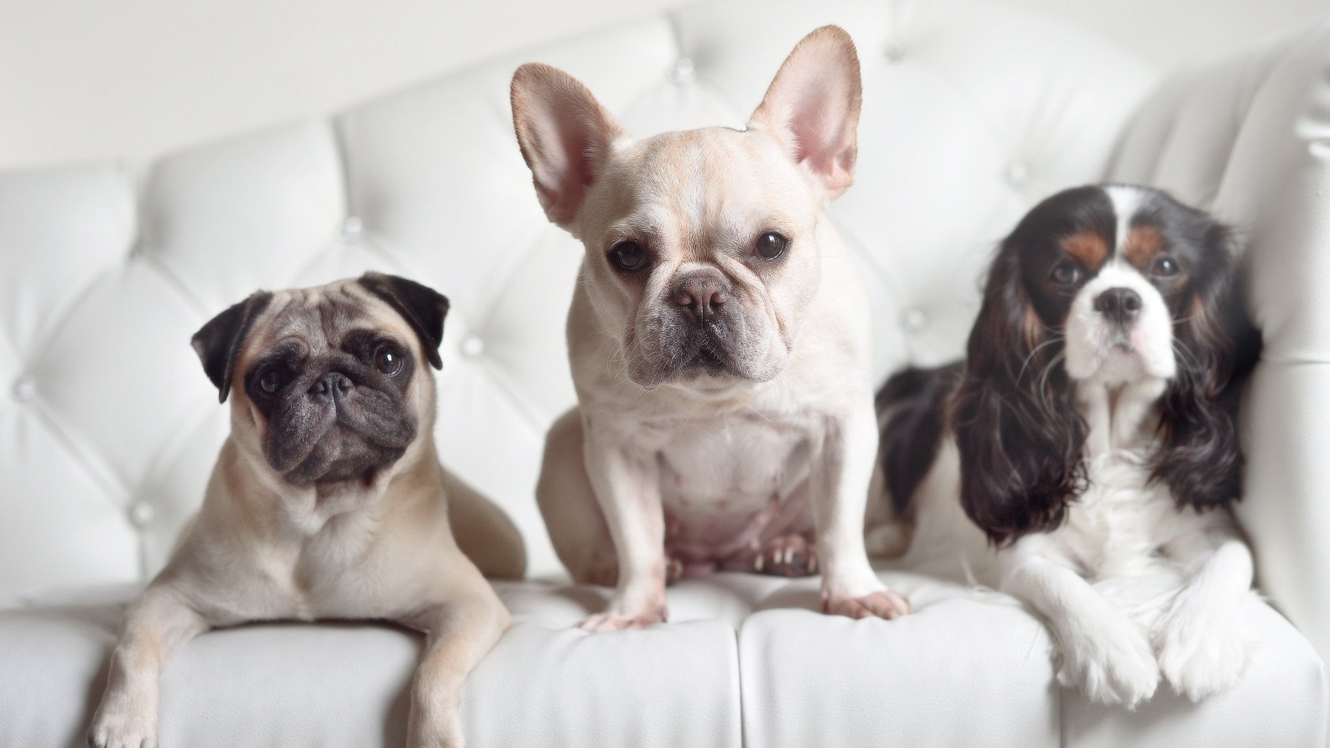 风暴眼对决，多特蒙德碾过郁金香，德荷足球暗战再燃烽火