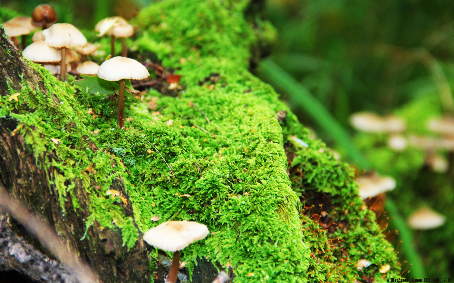 双线辉煌，深圳队力克开拓者夺魁，拉文季后赛接管比赛展王者风范