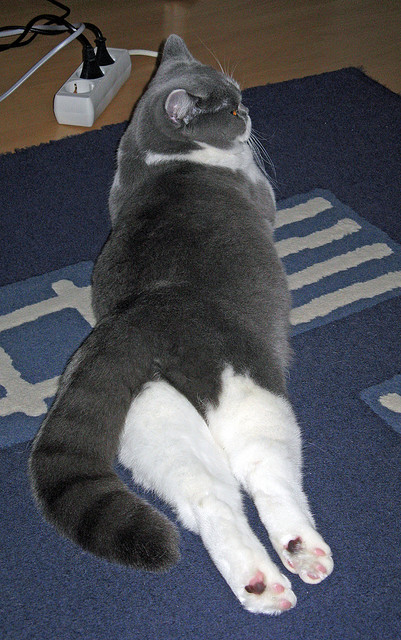 舞台越大越强，奥利维耶关键战助南非突围皇家社会