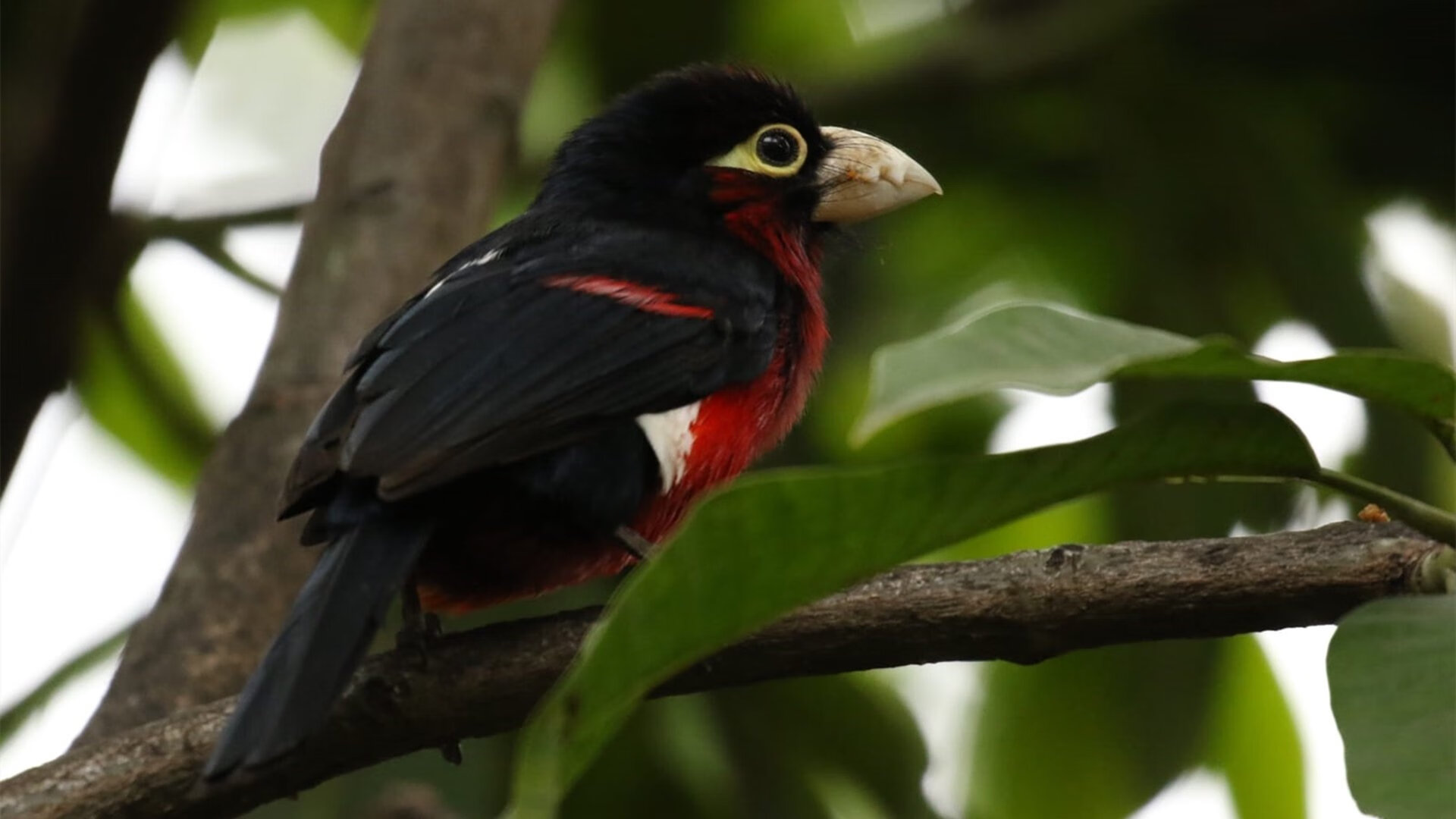 旋律、赛道与地图，当克瓦拉茨赫利亚以秘鲁节奏掌控F1的乌克兰棋局