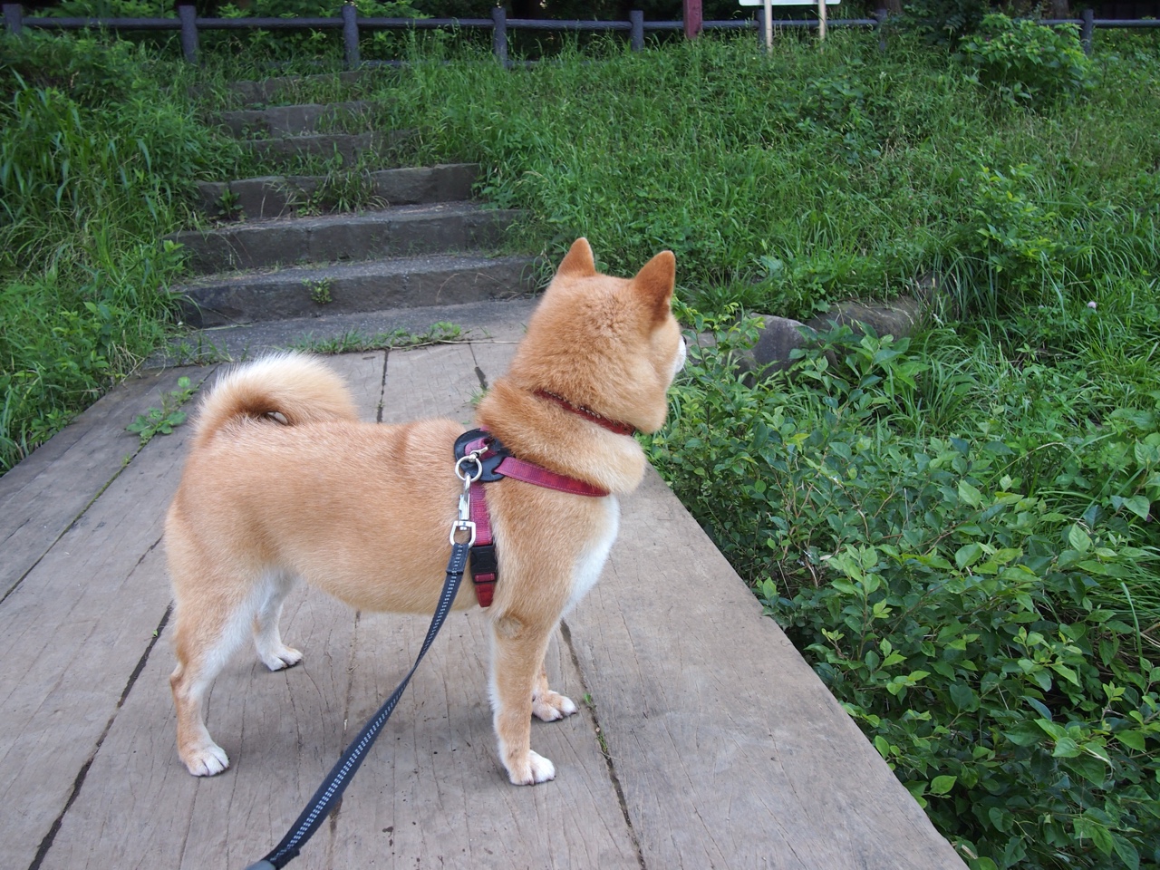 当世界杯的星空被篮球照亮,哈登在2026的跨界传奇之夜