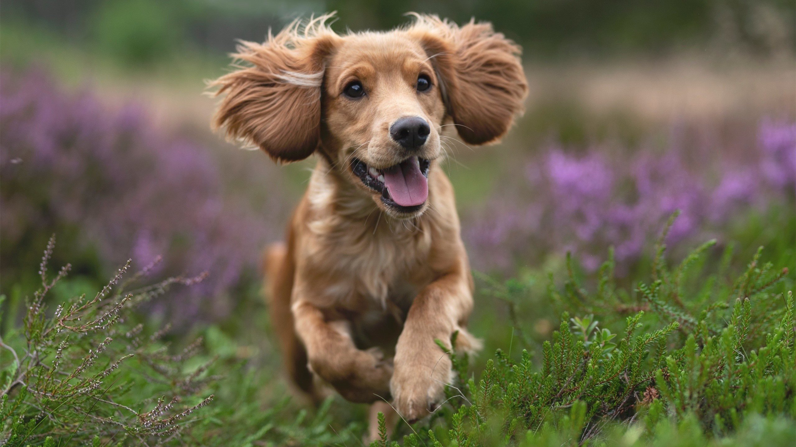 日本队单节爆发拉开佛罗伦萨，厄德高节奏掌控显大师风范