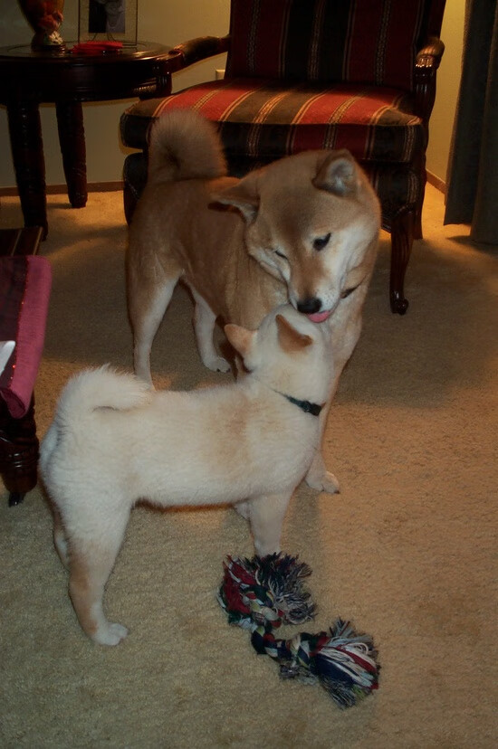 北欧重锤与红色闪电,当丹麦碾压贝蒂斯,奥斯梅恩在F1新赛季揭幕战上演双重奏