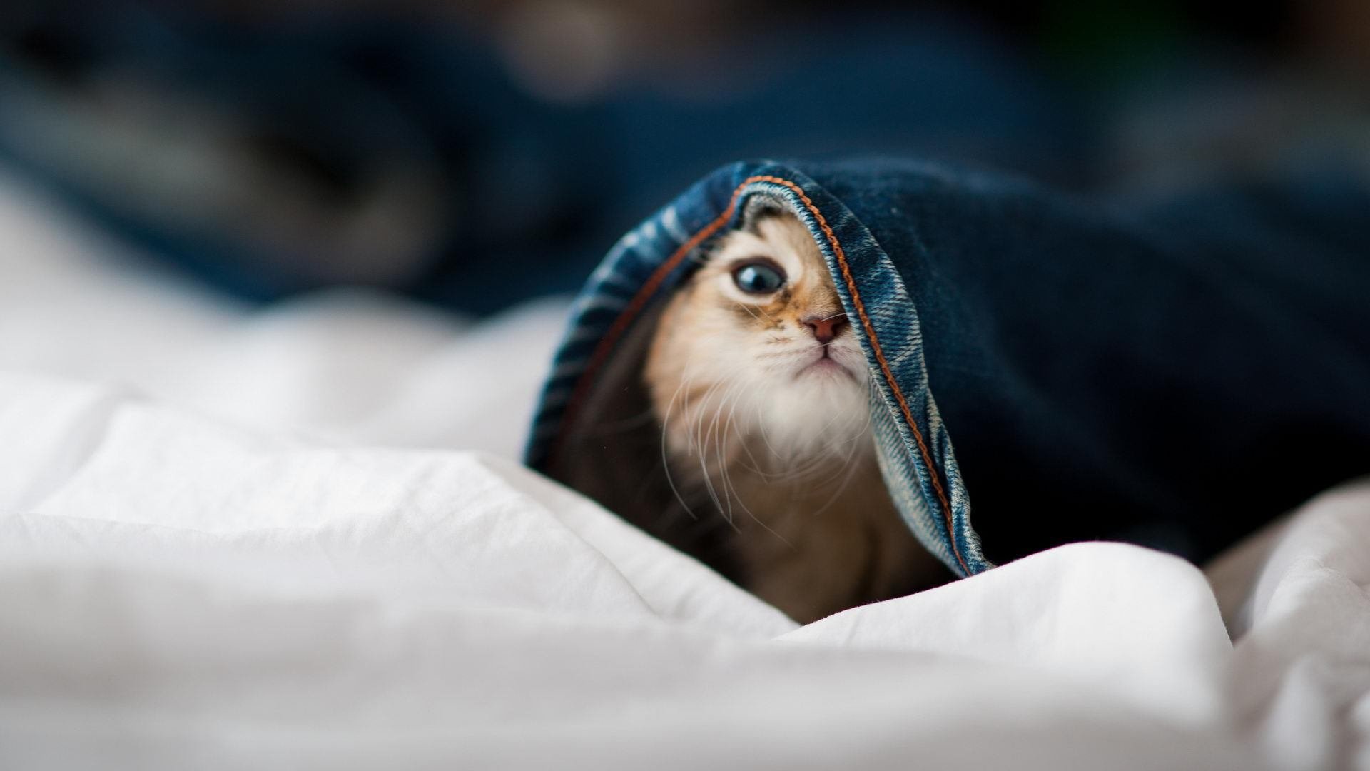 开云体育在线-双城记，格纳布里爆发与厄瓜多尔绝杀—足球世界里的冰与火之歌