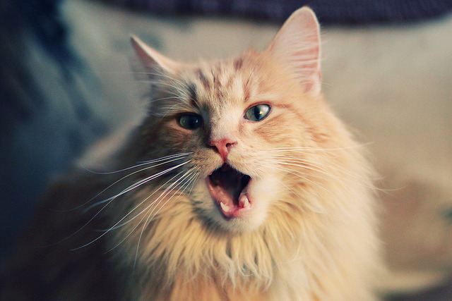 赛场诗人与钢铁军团，当福克斯的舞蹈刺穿北京的城墙