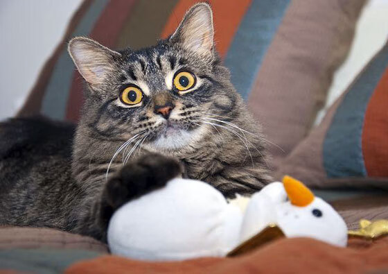 开云体育下载-绝杀之后，一场压哨胜利背后的奥运暗流与命运交叠